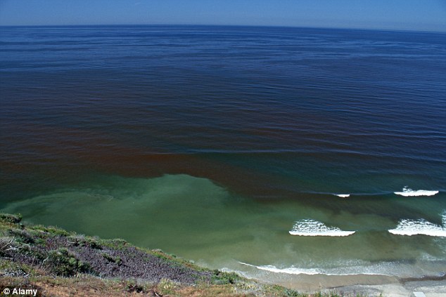 The red tide is caused by microscopic algae blooms that explode in numbers when the conditions are right